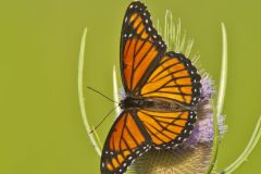 Viceroy, Limenitis archippus