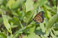 Viceroy, Limenitis archippus