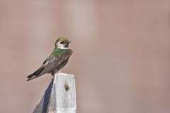 Swallows