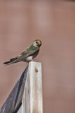 Violet-green Swallow, Tachycineta thalassina