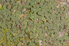 Violet Woodsorrel