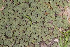 Violet Woodsorrel, Oxalis violacea