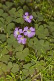 Violet Woodsorrel, Oxalis violacea