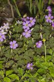 Violet Woodsorrel, Oxalis violacea