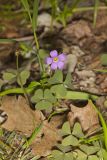 Violet Woodsorrel, Oxalis violacea