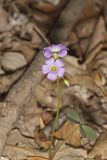 Violet Woodsorrel, Oxalis violacea