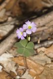 Violet Woodsorrel, Oxalis violacea