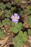 Violet Woodsorrel, Oxalis violacea