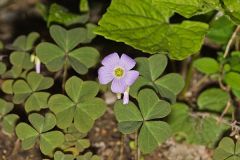 Violet Woodsorrel, Oxalis violacea
