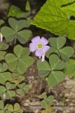 Violet Woodsorrel, Oxalis violacea