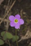Violet Woodsorrel, Oxalis violacea