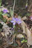 Violet Woodsorrel, Oxalis violacea
