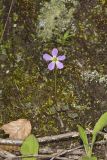 Violet Woodsorrel, Oxalis violacea