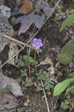 Violet Woodsorrel, Oxalis violacea