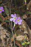 Violet Woodsorrel, Oxalis violacea