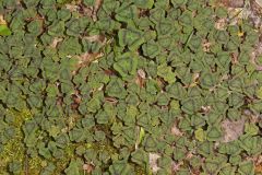 Violet Woodsorrel, Oxalis violacea
