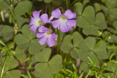 Violet Woodsorrel, Oxalis violacea