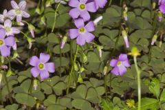 Violet Woodsorrel, Oxalis violacea
