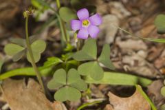 Violet Woodsorrel, Oxalis violacea Violet Woodsorrel, Oxalis violacea