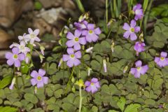 Violet Woodsorrel, Oxalis violacea