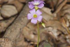 Violet Woodsorrel, Oxalis violacea