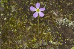 Violet Woodsorrel, Oxalis violacea