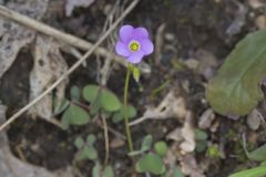 Violet Woodsorrel, Oxalis violacea