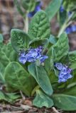 Virginia Bluebells, Mertinsia virginica