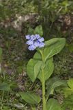 Virginia Bluebells, Mertinsia virginica