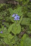 Virginia Bluebells, Mertinsia virginica
