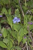 Virginia Bluebells, Mertinsia virginica