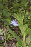 Virginia Bluebells, Mertinsia virginica