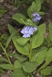 Virginia Bluebells, Mertinsia virginica