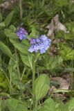 Virginia Bluebells, Mertinsia virginica