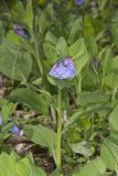 Virginia Bluebells, Mertinsia virginica