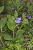 Virginia Bluebells, Mertinsia virginica