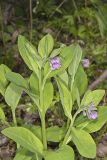 Virginia Bluebells, Mertinsia virginica