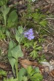 Virginia Bluebells, Mertinsia virginica