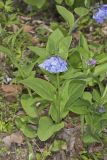 Virginia Bluebells, Mertinsia virginica