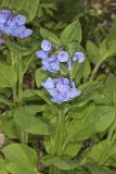 Virginia Bluebells, Mertinsia virginica