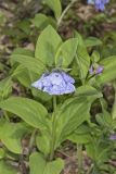 Virginia Bluebells, Mertinsia virginica
