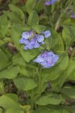 Virginia Bluebells, Mertinsia virginica