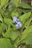 Virginia Bluebells, Mertinsia virginica