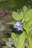 Virginia Bluebells, Mertinsia virginica