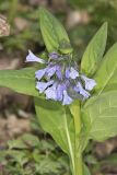 Virginia Bluebells, Mertinsia virginica