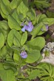 Virginia Bluebells, Mertinsia virginica