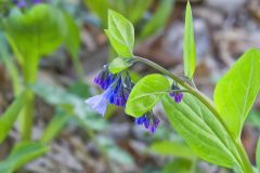 Virginia Bluebells, Mertinsia virginica