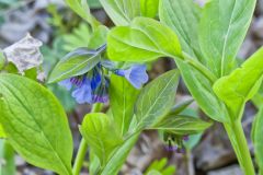 Virginia Bluebells, Mertinsia virginica