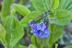 Virginia Bluebells, Mertinsia virginica