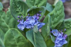 Virginia Bluebells, Mertinsia virginica